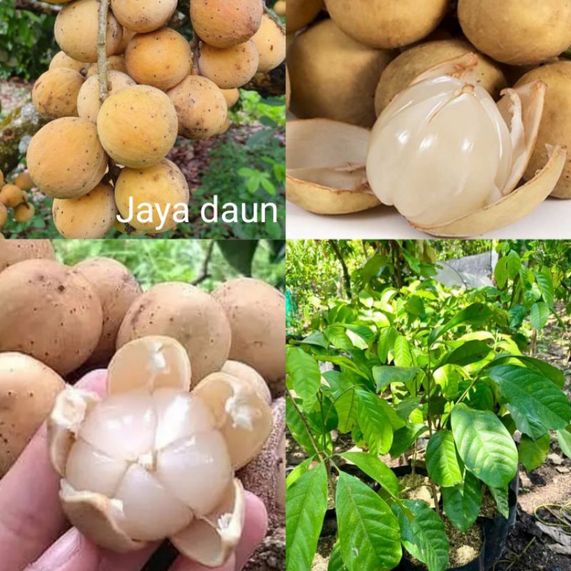 termurah Bibit buah duku Palembang super tanpa biji