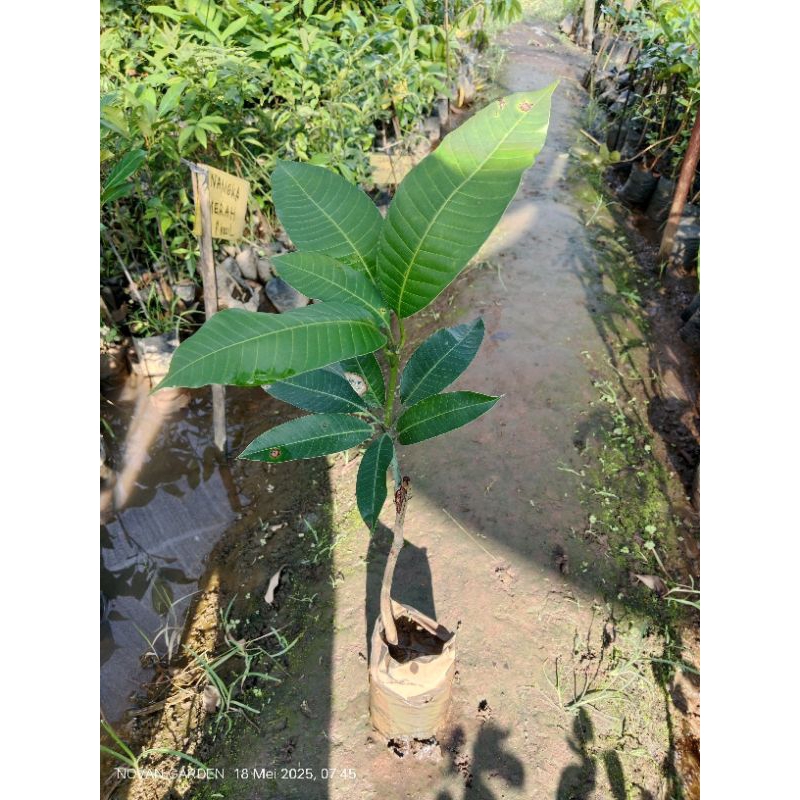 bibit mangga kweni 50cm | mangga kweni | bibit mangga okulasi | siap tanam