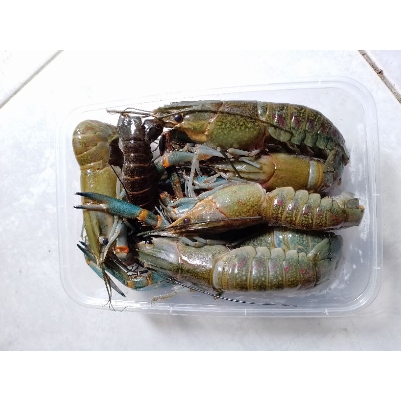 

Lobster air tawar fresh