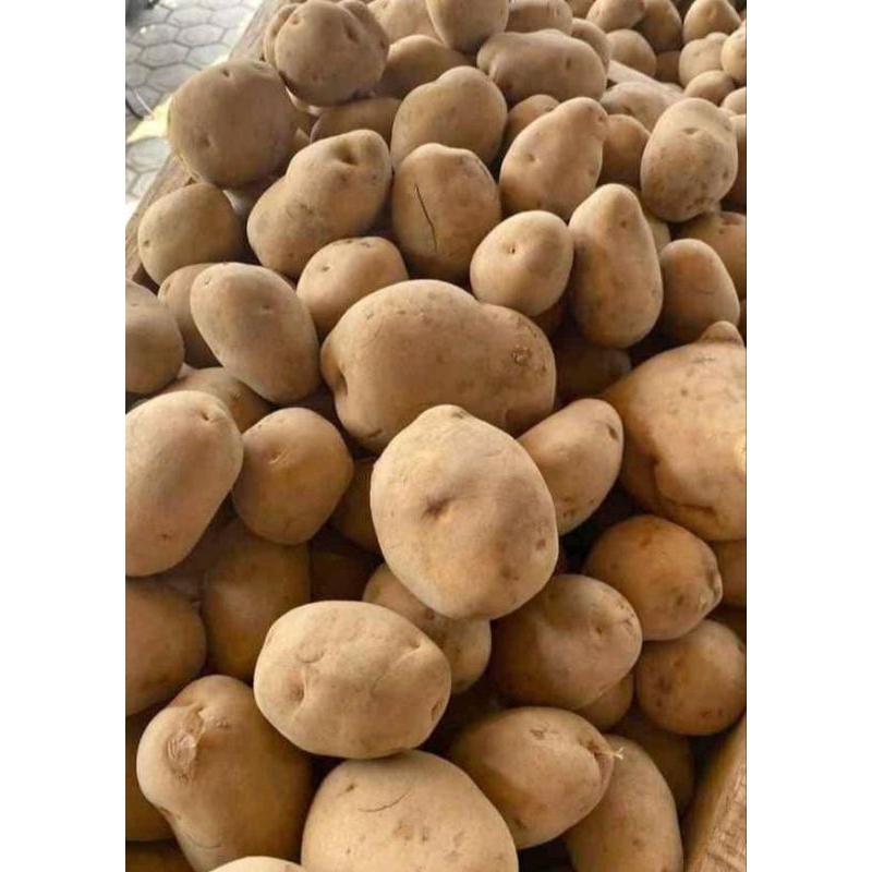 

kentang besar 1kg