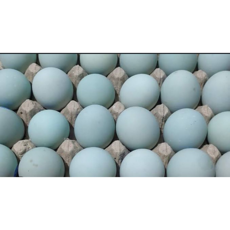 

Telur bebek hijau perbutir