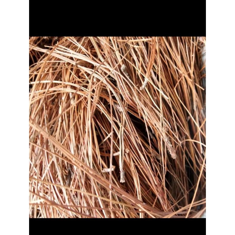 

daun pinus kering murah 1kg aja