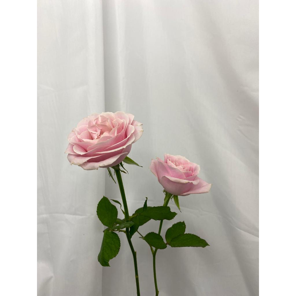 Bunga Mawar Potong Warna Soft Pink / bunga segar / mawar perpotong / mawar pertangkai