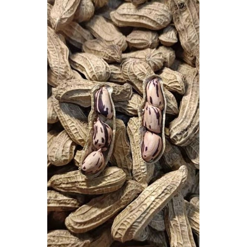 

Kacang Batik Sangrai Kawangkoan