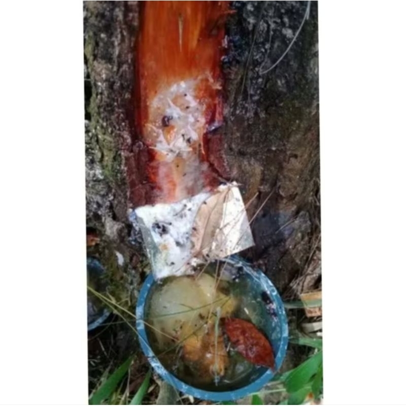 Resin/ getah Pinus murni 25 kg