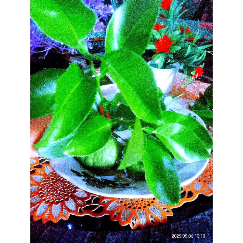 

DaunJerukPurutSegar Harga/5lembar