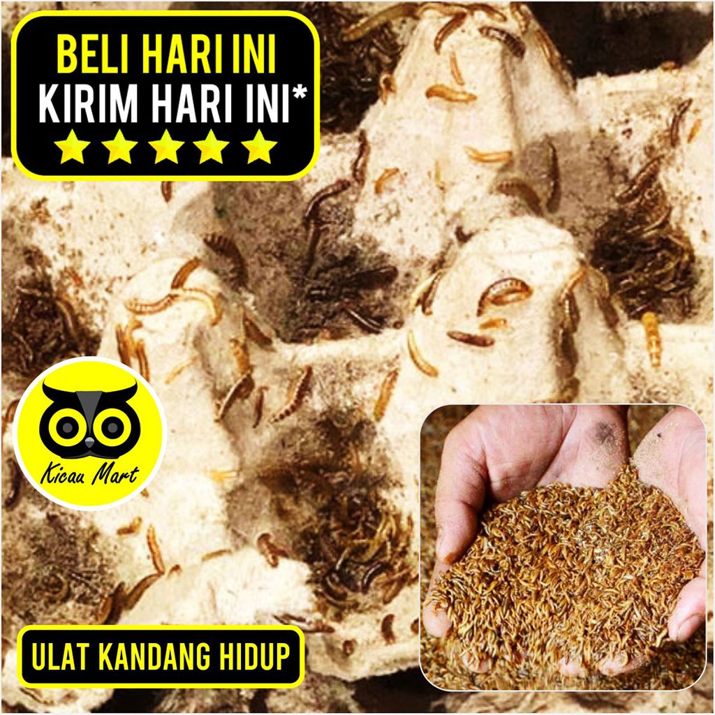 KICAU MART  TERKIRIM MAX 1 JAM KHUSUS INSTANT GOJEK GRAB Ulat Kandang Hidup Fresh Pakan Makanan Hari