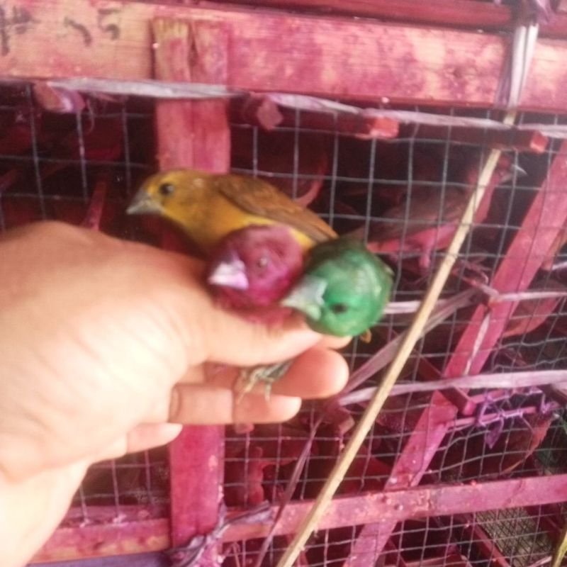 burung emprit warna warni isi 10ekor