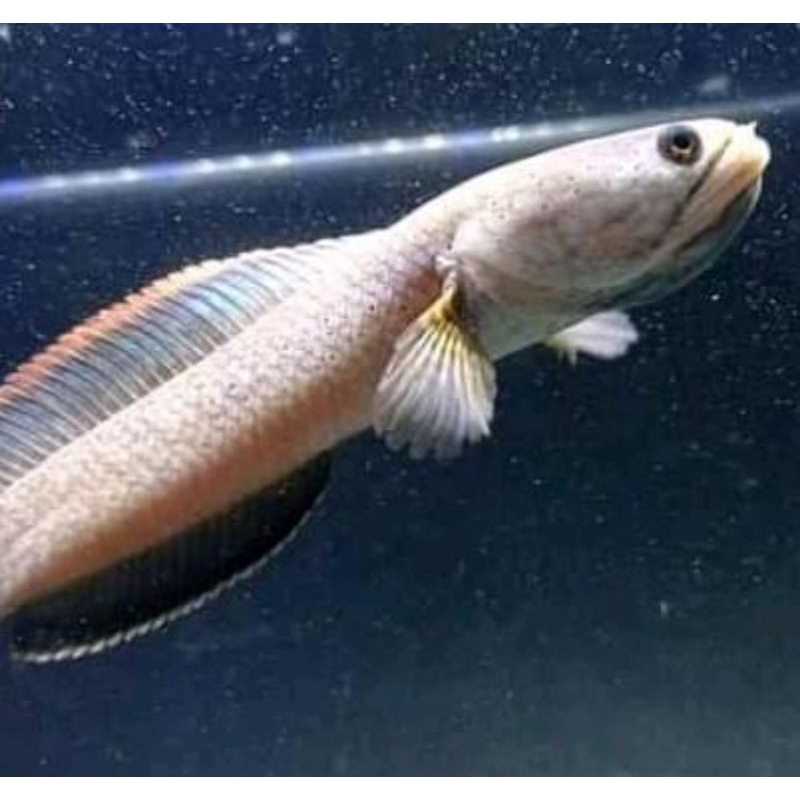 Limbata Galak 15 Cm + Galak Mangap Mangap Grade A++