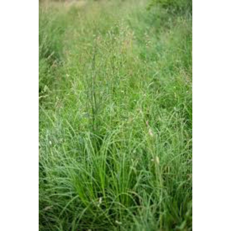 

rumput belulang segar 50g/samsul.herbal