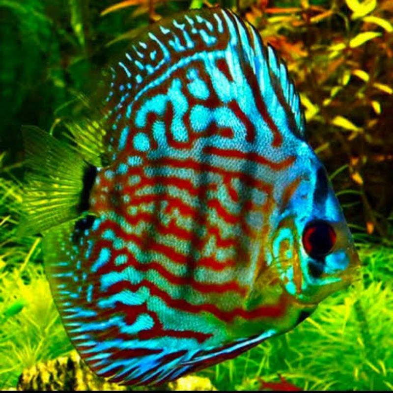 Discus turquoise 2 inch