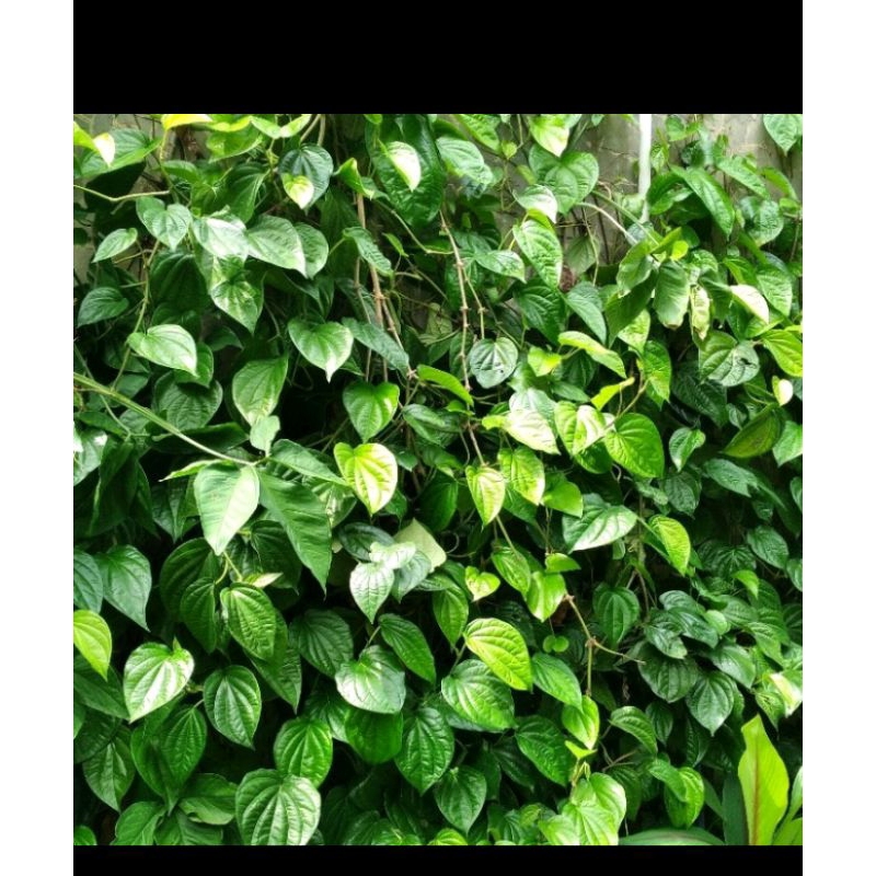 

daun sirih segar 100gram murah