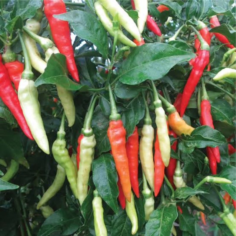 Bibit Benih Biji Cabe Rawit Putih Bibit Benih Biji Cabe Rawit Pedes Setan Seribuan Seribu Bintang As