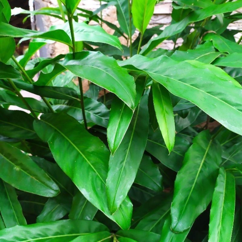 

Daun lengkuas segar, 250 gram.