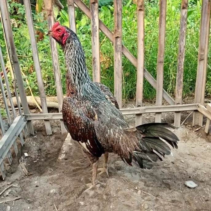 Telur Tetas Telur Fertil Ayam Aduan Pama IQ X Pama