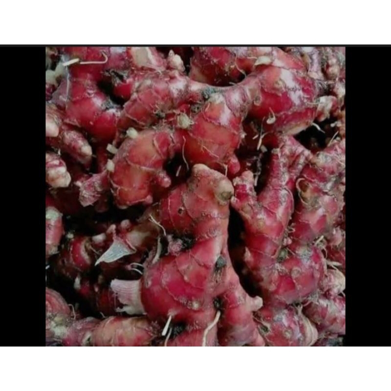 Jahe merah segar Rimpang Jahe Merah 250 gr Bibit Jahe Merah