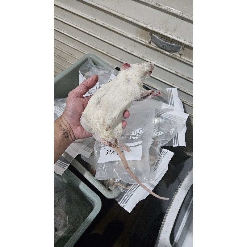 Tikus Frozen Untuk Pakan Hewan Predator | Beku - Rat - Mencit - Afkir - Small - Medium - Jumper - Ju