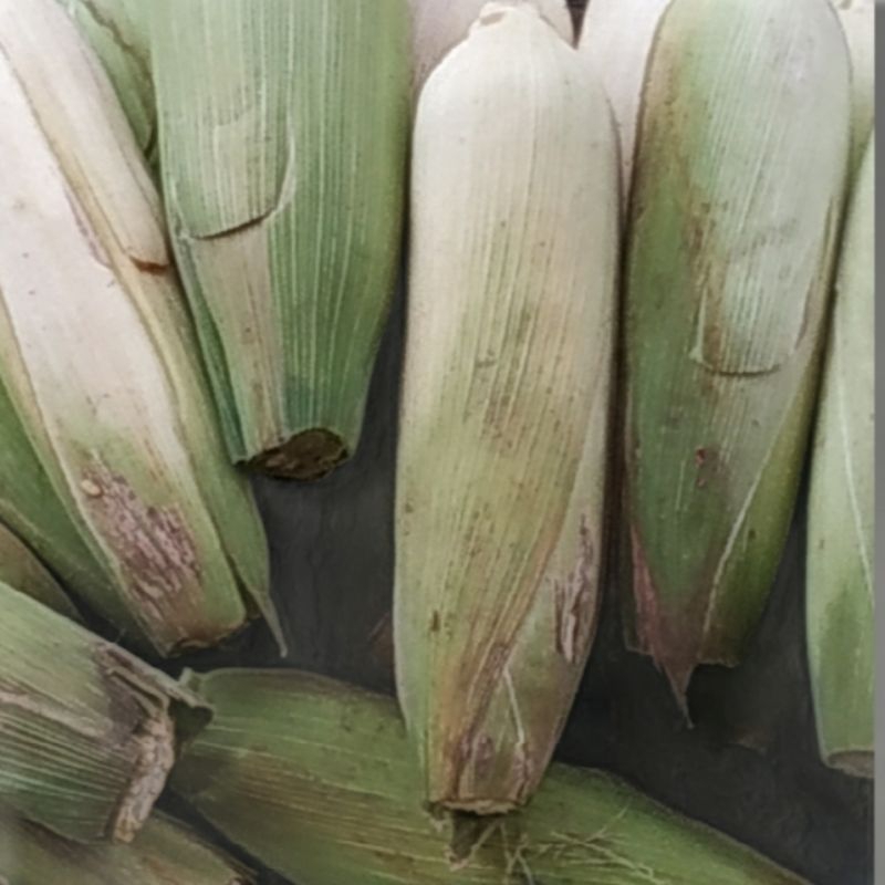 

jagung manis