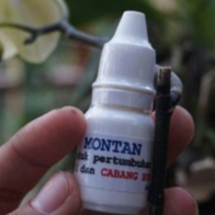 Montan : Kunci Rahasia Regenerasi dan Perbanyakan Anggrek Alami