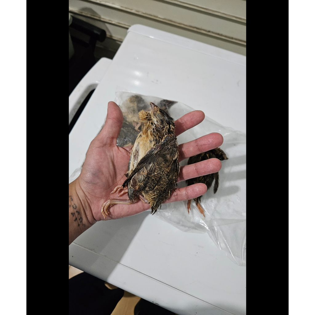 Puyuh Frozen Untuk Pakan Hewan Predator | Beku - Rat - Mencit - Afkir - Small - Medium - Jumper - Ju