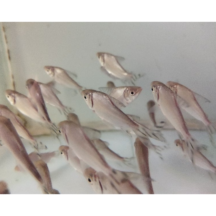 KODE B26P Yellow Feifeng YFF