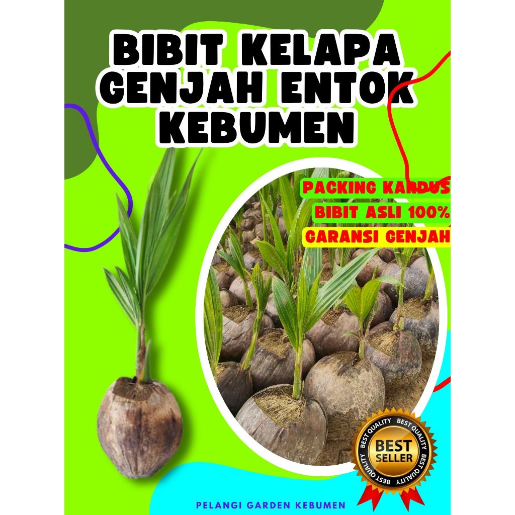 CEPAT BERBUAH.. Benih Buah Kelapa Kopyor Besar, Benih Buah Kelapa Kopyor Bogor, Benih Buah Kelapa Ko