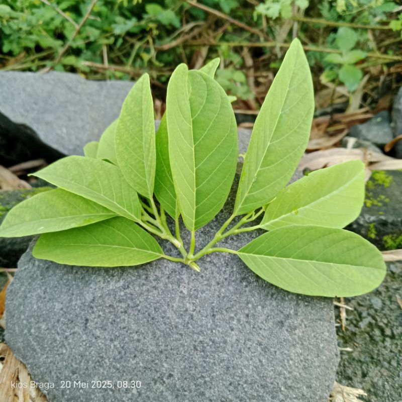 

pucuk daun srikaya. 50grm