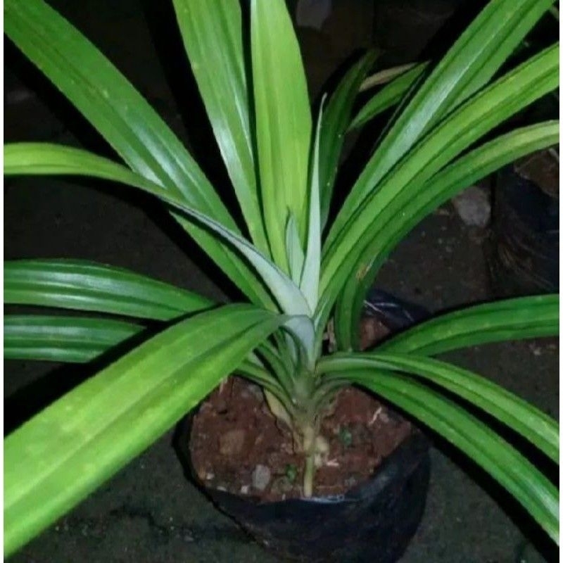 

Daun pandan wangii perhelai