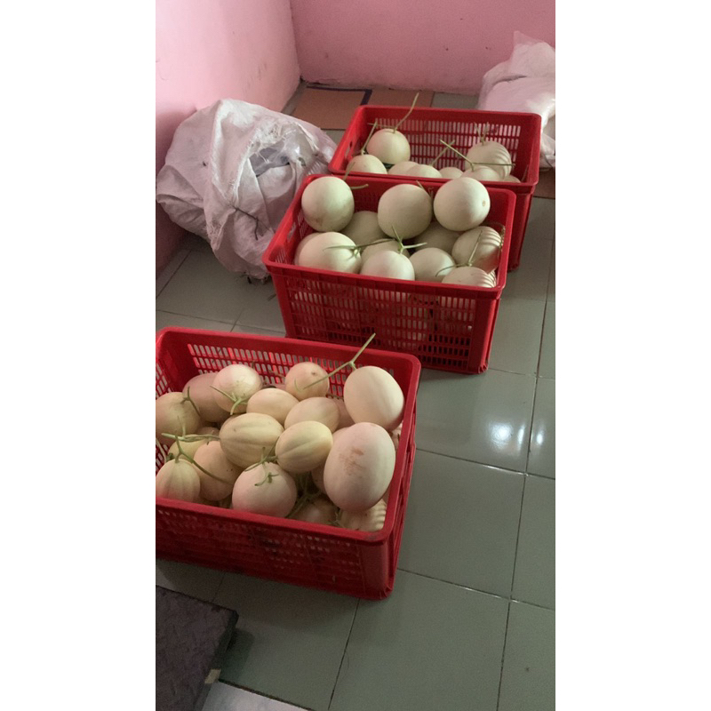 

BUAH MELON PREMIUM RJ