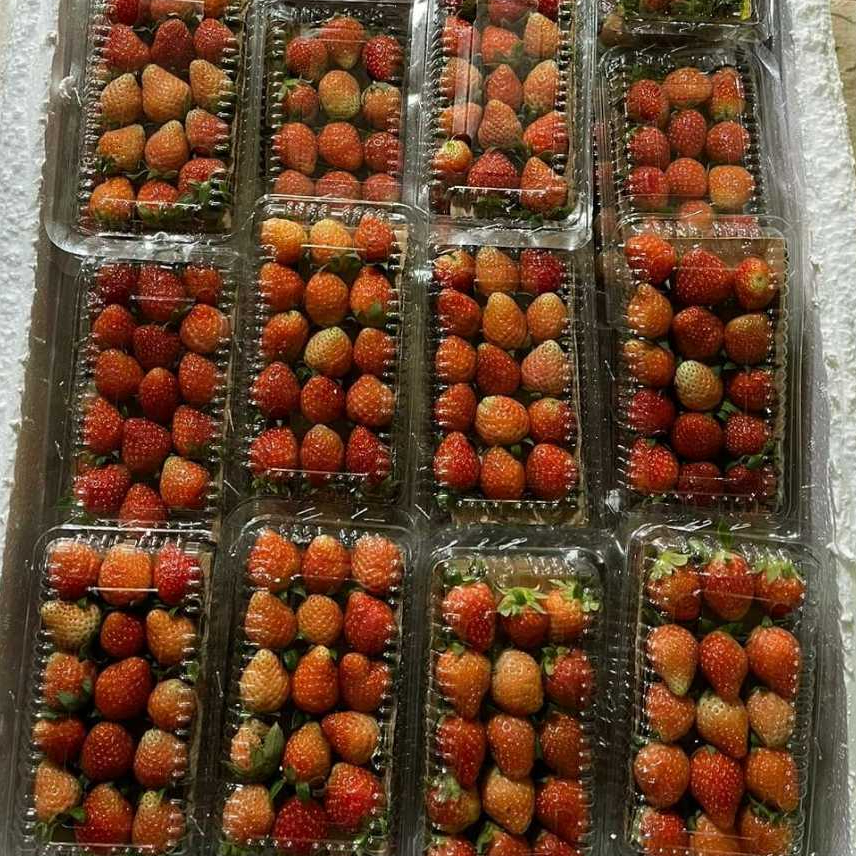 

Strawberry Fresh Kemasan 100gr Panensegar Tasik Malaya Stroberi Strawbery Segar