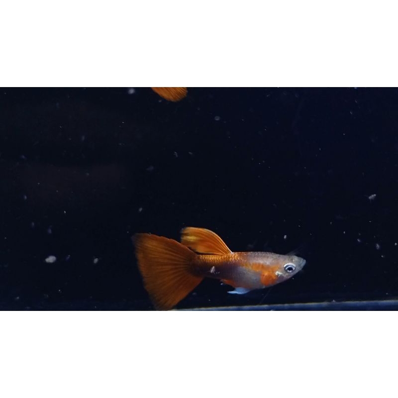 hiasan aquarium ikan guppy blonde Hb red tail
