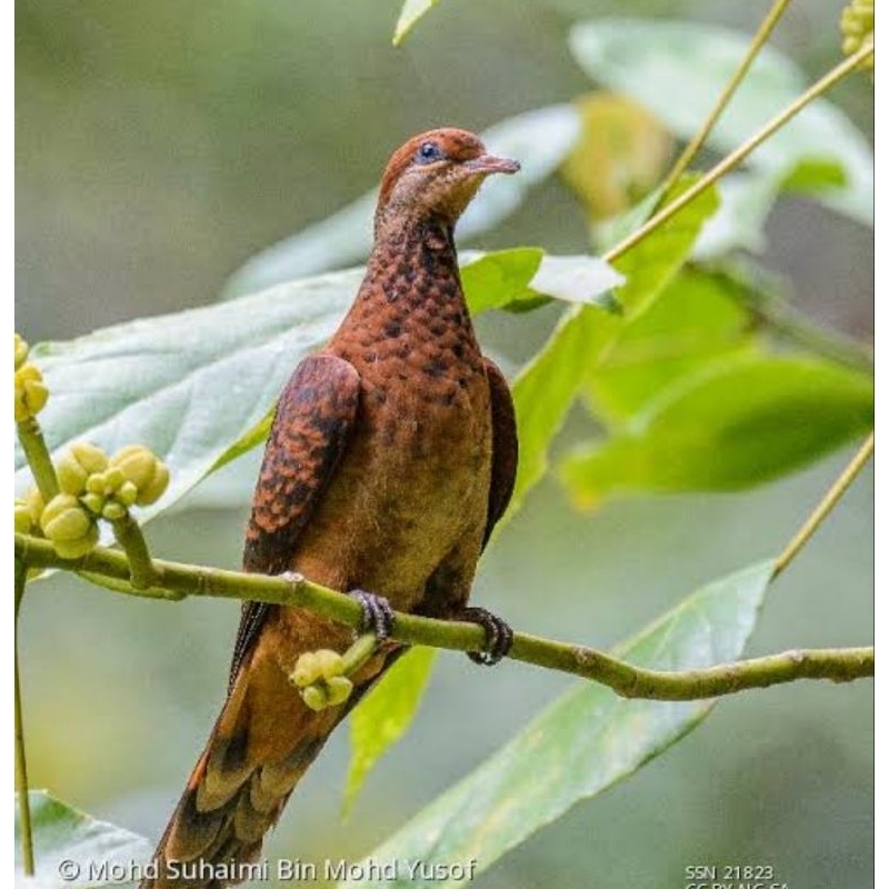 BURUNG TEKUKUR API JANTAN
