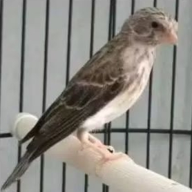 BURUNG SANGER JANTAN RAWATAN MULUS