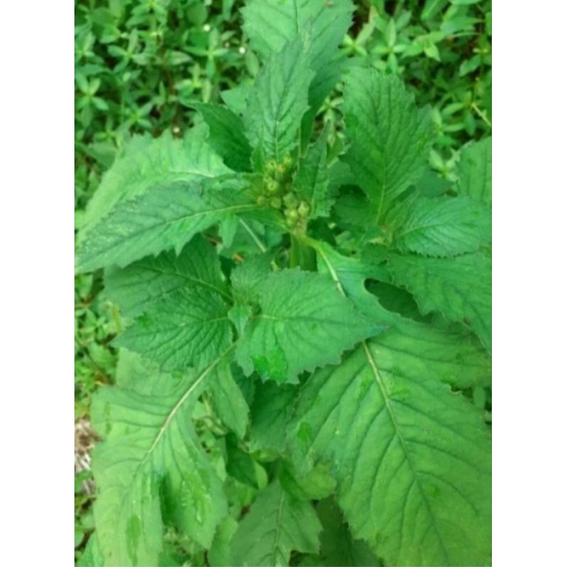 

Daun sintrong / daun junggulan 1kg bisa untuk lalapan