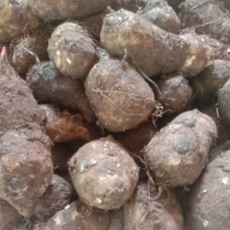 

Ubi talas kimpul fresh