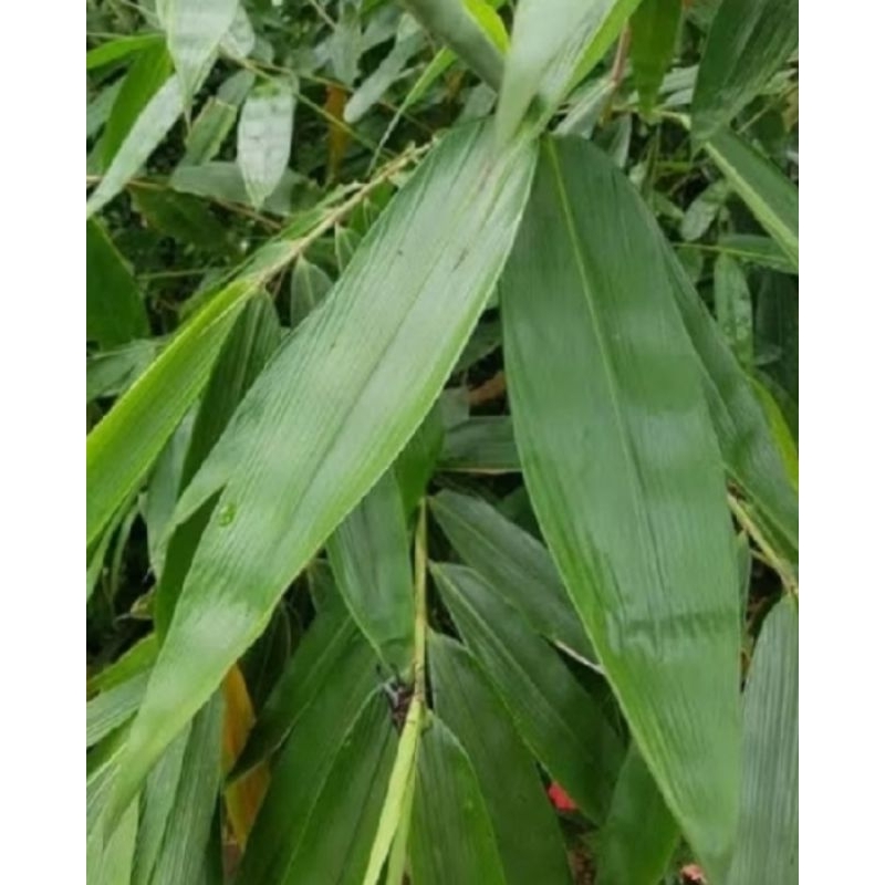 

DAUN BAMBU SEGAR BUNGKUS BACANG 100 LEMBAR