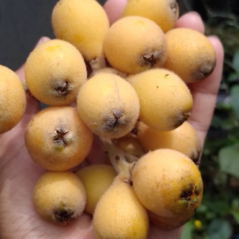 

Buah Loquat Mbiwa Leci Biwa