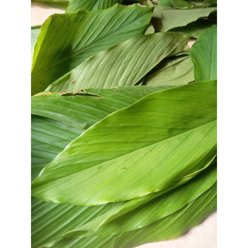 

daun kunyit segar 200 grm