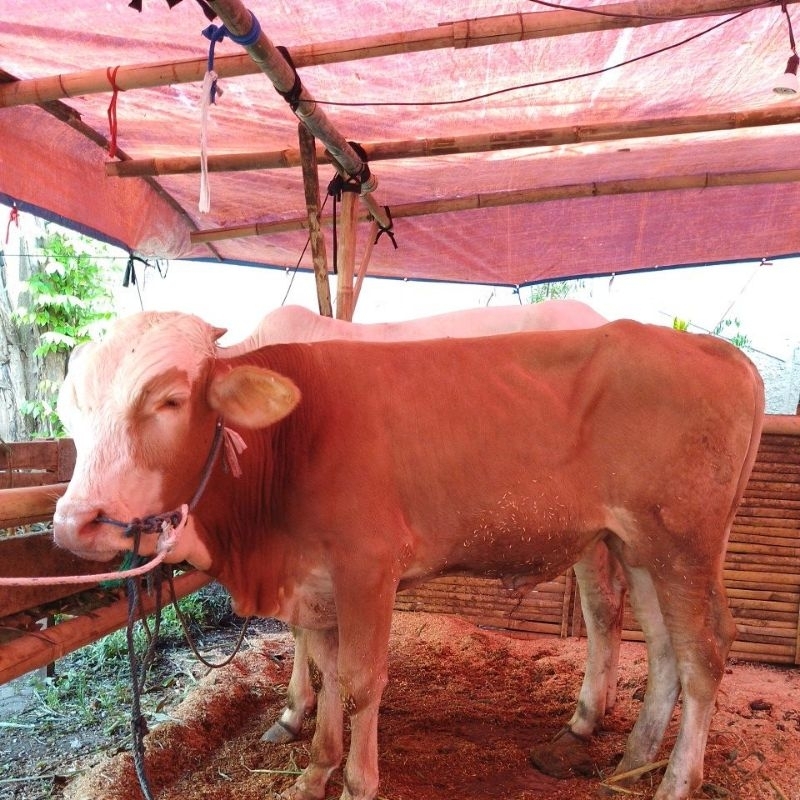 

Sapi Qurban Bandung