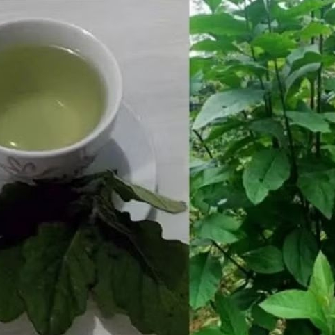 

Daun Sambung Nyawa Segar 1 Kg Asli Herbal Alami
