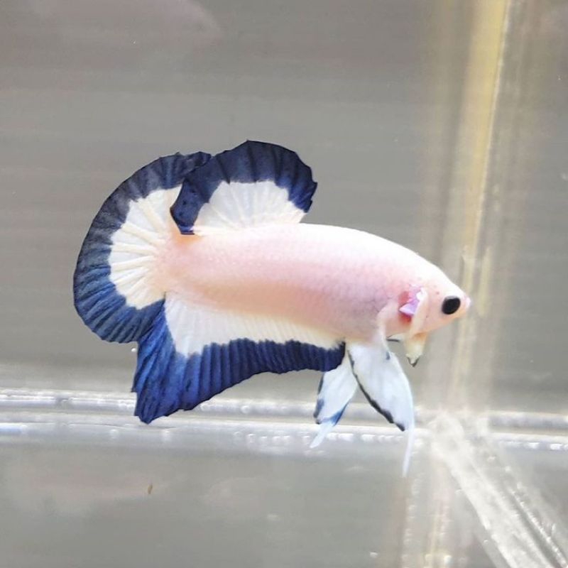 ikan cupang plakat blue rim jantan