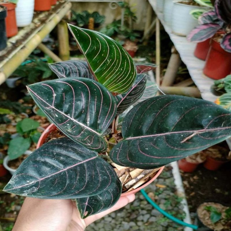 Aglonema Rotundum Aceh / Rotundum Aceh Dewasa