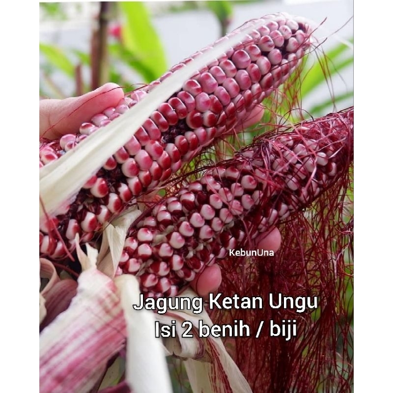 Benih Jagung Ketan Ungu