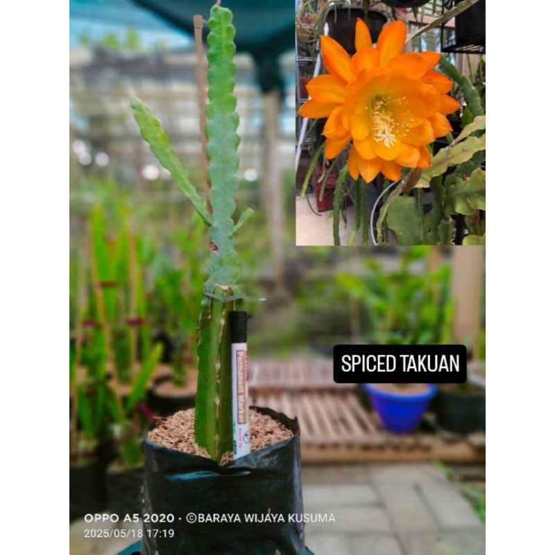 Epiphyllum Wijaya Kusuma Hybrid Import (pilih sesuai ID)