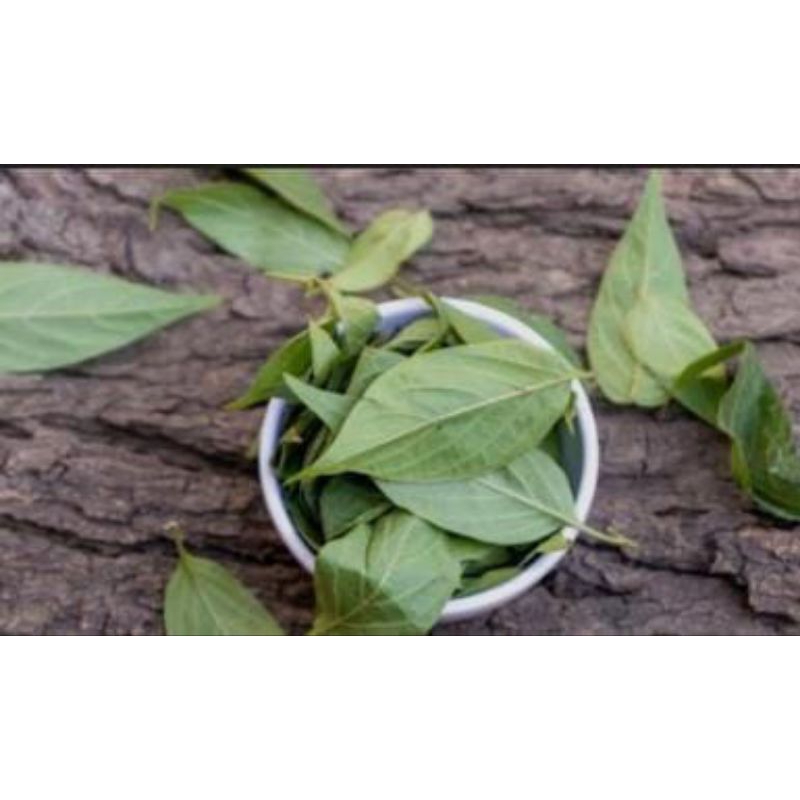 

Daun kentut kering 100 gr/ Ramuan herbal untuk kesehatan