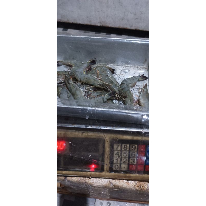 

udang/fresh/danfrozen