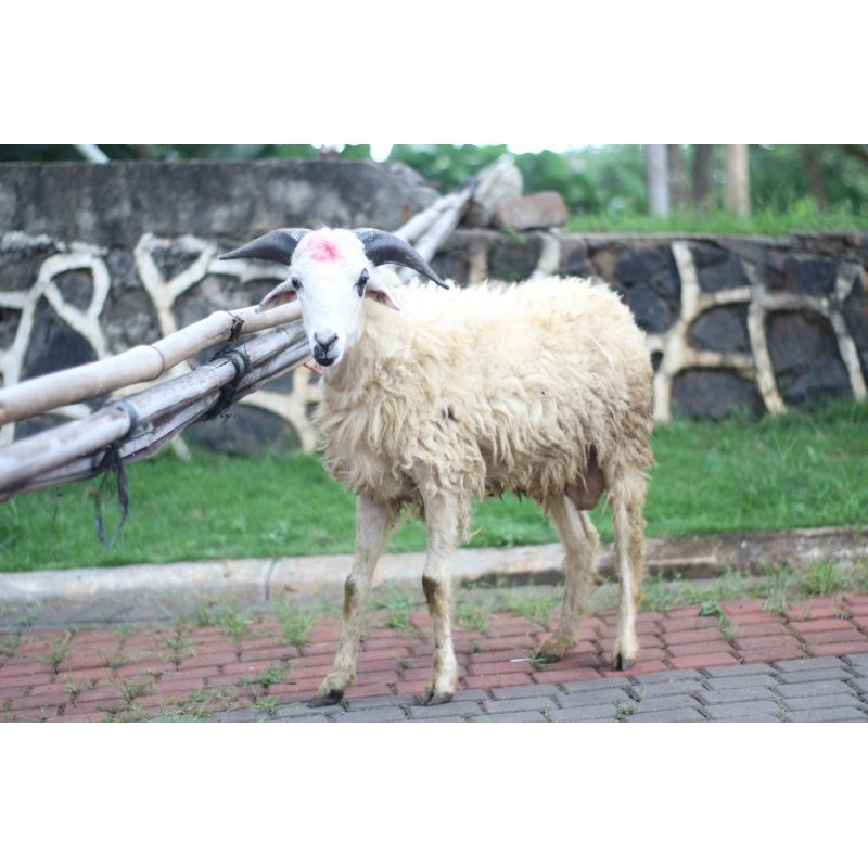 Jual Hewan Kurban Murah