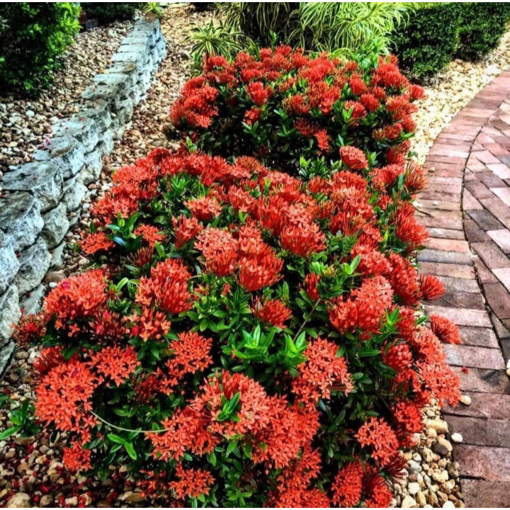 Tanaman Bunga ASOKA Merah / Bunga Asoka Merah
