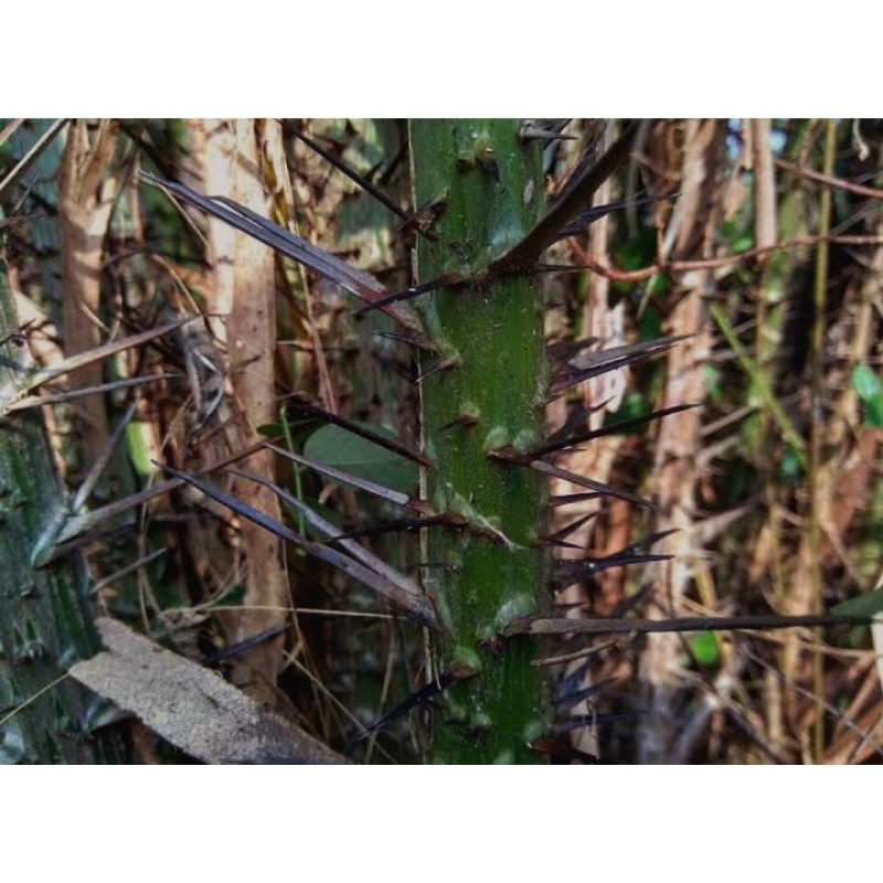 

duri salak per 5 batang+bonus 3 batang duri salak