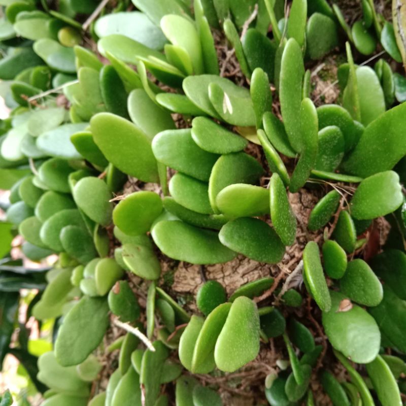 

DAUN SISIK NAGA ATAU DAUN PICISAN SEGAR 1KG